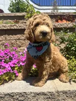 Ochoa, a male Double Doodle for sale in Chino Hills, CA – 1 of 6