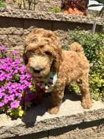 Haaland, a male Double Doodle for sale in Chino Hills, CA – 4 of 6