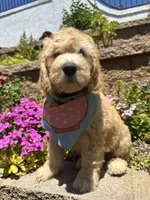 Ronaldo, a male Double Doodle for sale in Chino Hills, CA – 2 of 5