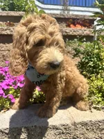 Ochoa, a male Double Doodle for sale in Chino Hills, CA – 3 of 6