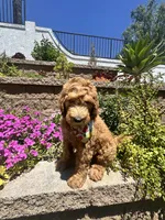 Haaland, a male Double Doodle for sale in Chino Hills, CA – 6 of 6