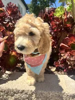Ronaldo, a male Double Doodle for sale in Chino Hills, CA – 3 of 5