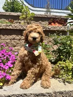 Haaland, a male Double Doodle for sale in Chino Hills, CA – 1 of 6