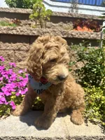 Ochoa, a male Double Doodle for sale in Chino Hills, CA – 2 of 6