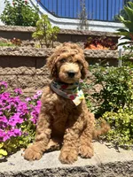 Haaland, a male Double Doodle for sale in Chino Hills, CA – 3 of 6
