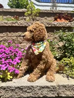 Haaland, a male Double Doodle for sale in Chino Hills, CA – 5 of 6