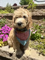 Ronaldo, a male Double Doodle for sale in Chino Hills, CA – 4 of 5