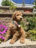 Haaland, a male Double Doodle for sale in Chino Hills, CA – 2 of 6