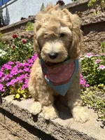 Ronaldo, a male Double Doodle for sale in Chino Hills, CA – 1 of 5