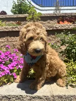 Ochoa, a male Double Doodle for sale in Chino Hills, CA – 4 of 6