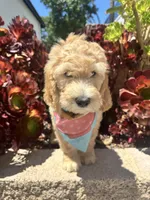 Ronaldo, a male Double Doodle for sale in Chino Hills, CA – 5 of 5