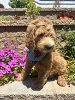 Ochoa, a male Double Doodle for sale in Chino Hills, CA – 5 of 6