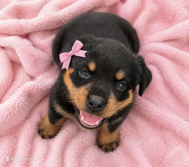 Female – Rottweiler puppy for sale in Live Oak, FL