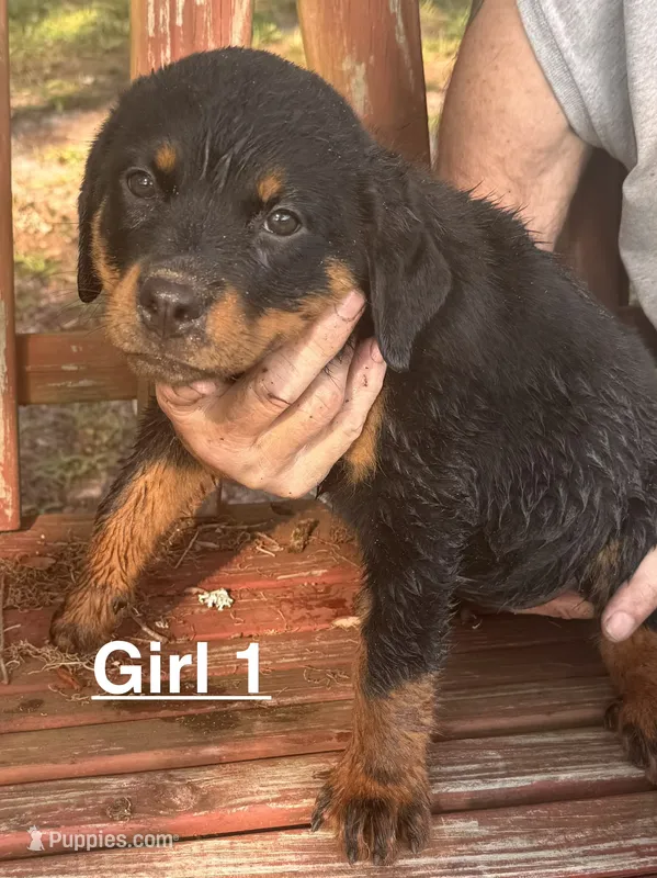 Female – Rottweiler puppy for sale in Live Oak, FL