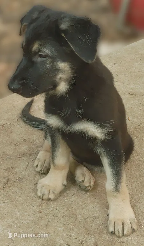 Slash – German Shepherd Dog puppy for sale in Roswell, GA