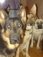 Slash, a male German Shepherd Dog for sale in Roswell, GA – Photo 3 of 5