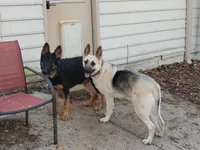 Dolby, a male German Shepherd Dog for sale in Roswell, GA – Photo 4 of 7