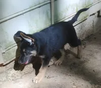 Dolby, a male German Shepherd Dog for sale in Roswell, GA – Photo 2 of 7