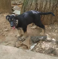 Dolby, a male German Shepherd Dog for sale in Roswell, GA – Photo 1 of 7