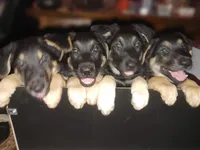 Dolby, a male German Shepherd Dog for sale in Roswell, GA – Photo 7 of 7