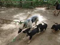 Dolby, a male German Shepherd Dog for sale in Roswell, GA – Photo 6 of 7