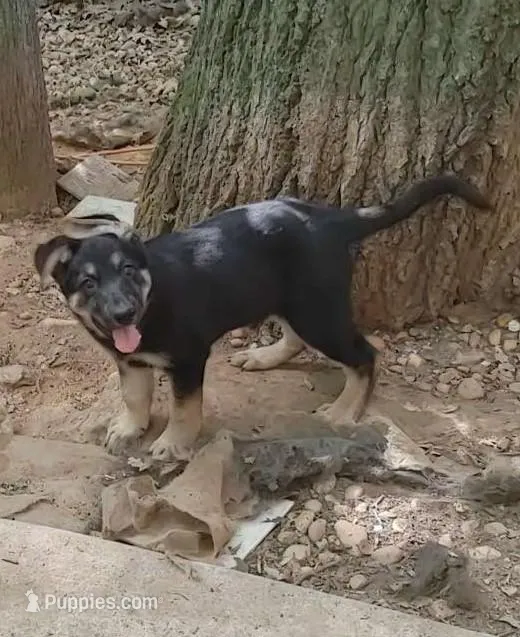 Dolby – German Shepherd Dog puppy for sale in Roswell, GA