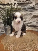 ECHO - MALE Mini Bernedoodle, a male Bernedoodle and Miniature Bernedoodle for sale in Richland, PA – 9 of 10