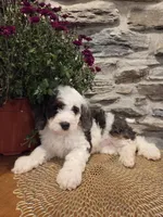 ELLIE - FEMALE Mini Bernedoodle, a female Bernedoodle and Miniature Bernedoodle for sale in Richland, PA – 3 of 10