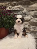 ECHO - MALE Mini Bernedoodle, a male Bernedoodle and Miniature Bernedoodle for sale in Richland, PA – 8 of 10