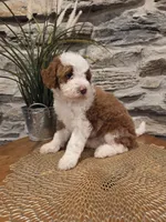 EMMA - FEMALE Mini Bernedoodle, a female Bernedoodle and Miniature Bernedoodle for sale in Richland, PA – 4 of 10