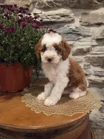 EMMA - FEMALE Mini Bernedoodle, a female Bernedoodle and Miniature Bernedoodle for sale in Richland, PA – 10 of 10