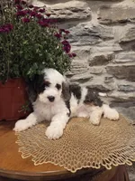 ELLIE - FEMALE Mini Bernedoodle, a female Bernedoodle and Miniature Bernedoodle for sale in Richland, PA – 4 of 10
