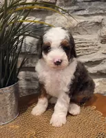 ECHO - MALE Mini Bernedoodle, a male Bernedoodle and Miniature Bernedoodle for sale in Richland, PA – 7 of 10