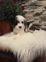 ELLIE - FEMALE Mini Bernedoodle, a female Bernedoodle and Miniature Bernedoodle for sale in Richland, PA – 7 of 10