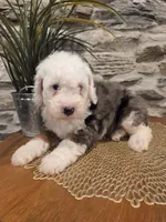 ESME - FEMALE Mini Bernedoodle, a female Bernedoodle and Miniature Bernedoodle for sale in Richland, PA – 6 of 10