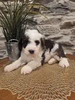 ELLIE - FEMALE Mini Bernedoodle, a female Bernedoodle and Miniature Bernedoodle for sale in Richland, PA – 5 of 10
