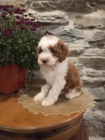 EMMA - FEMALE Mini Bernedoodle, a female Bernedoodle and Miniature Bernedoodle for sale in Richland, PA – 8 of 10