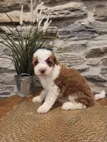 EMMA - FEMALE Mini Bernedoodle, a female Bernedoodle and Miniature Bernedoodle for sale in Richland, PA – 5 of 10