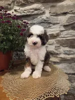 ECHO - MALE Mini Bernedoodle, a male Bernedoodle and Miniature Bernedoodle for sale in Richland, PA – 2 of 10