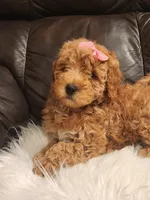 COOKIE - MINI BERNEDOODLE LOVELY PUPPY (RICHLAND, PA) - F1BB, a female Bernedoodle and Miniature Bernedoodle for sale in Richland, PA – Photo 4 of 8