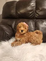 COOKIE - MINI BERNEDOODLE LOVELY PUPPY (RICHLAND, PA) - F1BB, a female Bernedoodle and Miniature Bernedoodle for sale in Richland, PA – Photo 6 of 8