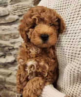 COOKIE - MINI BERNEDOODLE LOVELY PUPPY (RICHLAND, PA) - F1BB, a female Bernedoodle and Miniature Bernedoodle for sale in Richland, PA – Photo 3 of 8