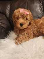 COOKIE - MINI BERNEDOODLE LOVELY PUPPY (RICHLAND, PA) - F1BB, a female Bernedoodle and Miniature Bernedoodle for sale in Richland, PA – Photo 5 of 8