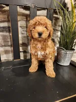 COOKIE - MINI BERNEDOODLE LOVELY PUPPY (RICHLAND, PA) - F1BB, a female Bernedoodle and Miniature Bernedoodle for sale in Richland, PA – Photo 8 of 8