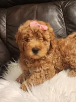 COOKIE - MINI BERNEDOODLE LOVELY PUPPY (RICHLAND, PA) - F1BB, a female Bernedoodle and Miniature Bernedoodle for sale in Richland, PA – Photo 1 of 8