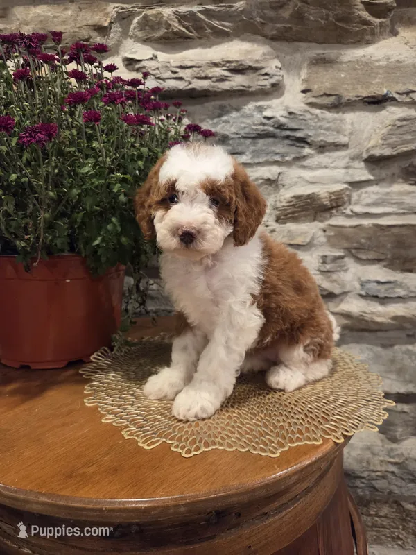EMMA - FEMALE Mini Bernedoodle – Bernedoodle, Miniature Bernedoodle puppy for sale in Richland, PA