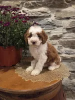 EMMA - FEMALE Mini Bernedoodle, a female Bernedoodle and Miniature Bernedoodle for sale in Richland, PA – 1 of 10