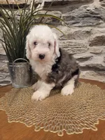 ESME - FEMALE Mini Bernedoodle, a female Bernedoodle and Miniature Bernedoodle for sale in Richland, PA – 3 of 10
