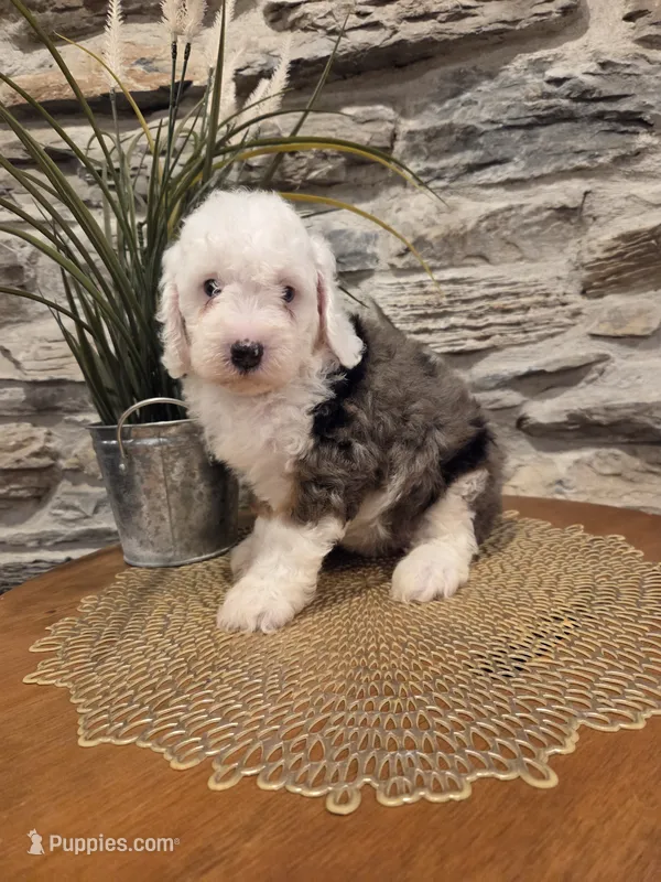 ESME - FEMALE Mini Bernedoodle – Bernedoodle, Miniature Bernedoodle puppy for sale in Richland, PA