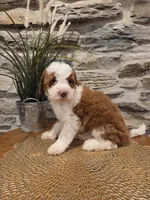 EMMA - FEMALE Mini Bernedoodle, a female Bernedoodle and Miniature Bernedoodle for sale in Richland, PA – 2 of 10